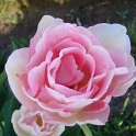 Tulipa double tardive 'Angelique'  PB tri
